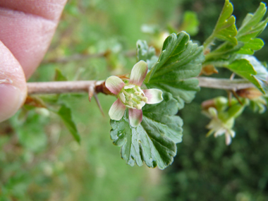 Fleurs d'abord verdâtres et roses puis verdâtres et rouges; uniques ou groupées par 2, elle sont portées par un petit pédoncule portant des feuilles. Agrandir dans une nouvelle fenêtre (ou onglet)